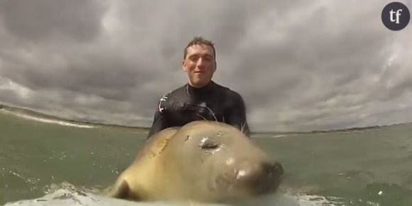 Un phoque s'invite sur les planches de deux surfeurs (vidéo)