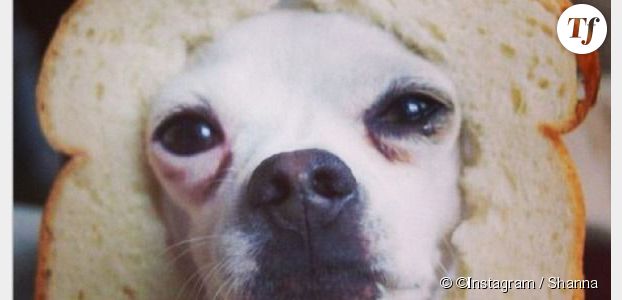 Shanna des Anges 6 : son "chien pain de mie" sur Instagram