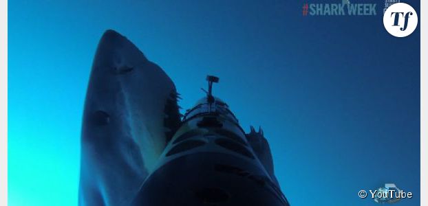 Google va protéger ses câbles sous-marins face aux attaques de requins