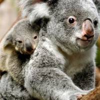 Un koala sauvé grâce à un bouche à bouche - vidéo