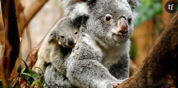 Un koala sauvé grâce à un bouche à bouche - vidéo