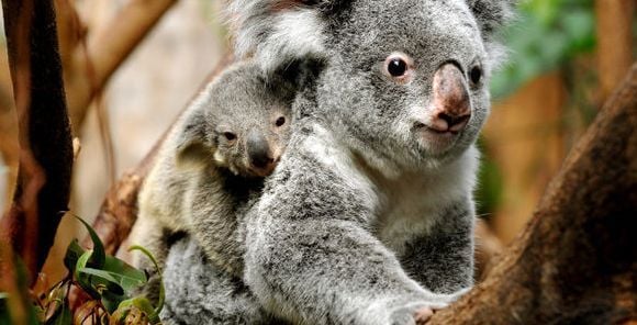 Un koala sauvé grâce à un bouche à bouche - vidéo