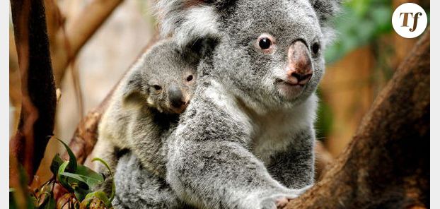 Un koala sauvé grâce à un bouche à bouche - vidéo
