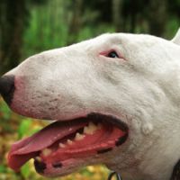 Boulogne-sur-Mer : faut-il sauver le bull-terrier mordeur de l’euthanasie ?