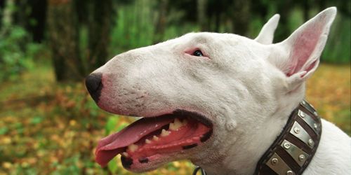 Boulogne-sur-Mer : faut-il sauver le bull-terrier mordeur de l’euthanasie ?