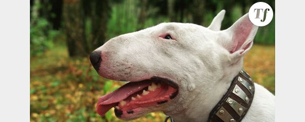 Boulogne-sur-Mer : faut-il sauver le bull-terrier mordeur de l’euthanasie ?