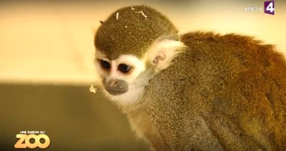 Une saison au zoo : la saison 2 sur France 4 Replay / Pluzz