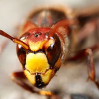 Insolite: un nid de guêpes géant dans une chambre d'hôtes en Angleterre