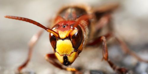 Insolite: un nid de guêpes géant dans une chambre d'hôtes en Angleterre