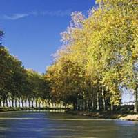 Platanes du Canal du Midi : Nicolas Sarkozy au secours des arbres bicentenaires