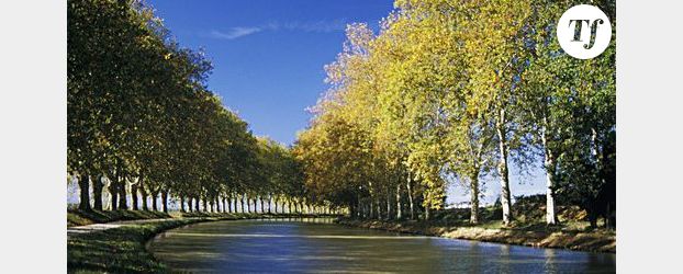 Platanes du Canal du Midi : Nicolas Sarkozy au secours des arbres bicentenaires