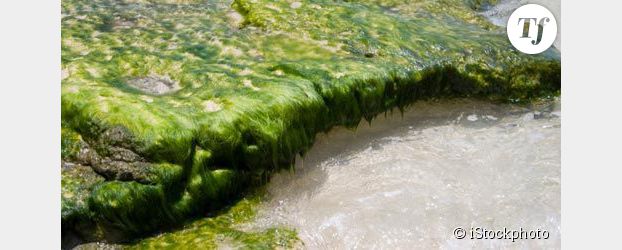 Les algues vertes ont fait de nouvelles victimes en Bretagne