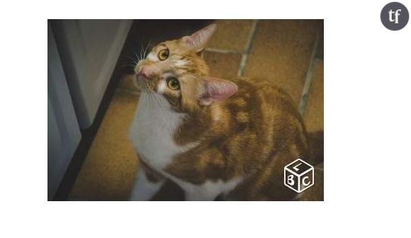 LeBonCoin : une adorable annonce pour un chat extraordinaire