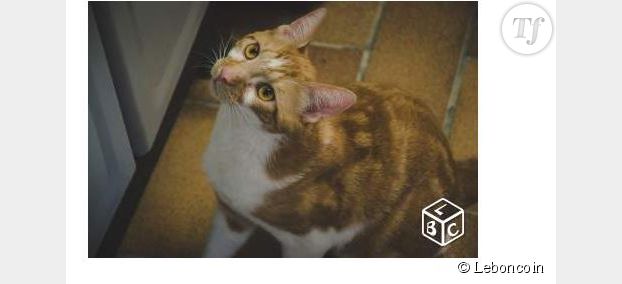 LeBonCoin : une adorable annonce pour un chat extraordinaire