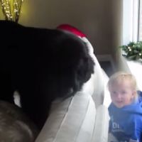 Cache-cache hilarant entre un chien et une petite fille - en vidéo