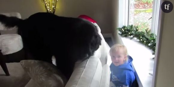 Cache-cache hilarant entre un chien et une petite fille - en vidéo