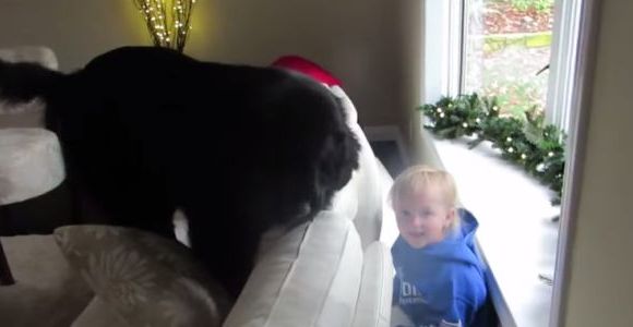 Cache-cache hilarant entre un chien et une petite fille - en vidéo