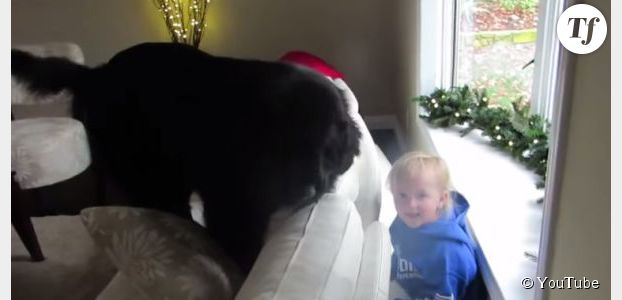 Cache-cache hilarant entre un chien et une petite fille - en vidéo