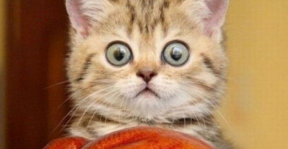 Des vidéos de chats contre le cancer : le LOL utile