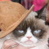 Grumpy Cat : le salaire mirobolant de la star des lol cats