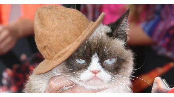 Grumpy Cat : le salaire mirobolant de la star des lol cats