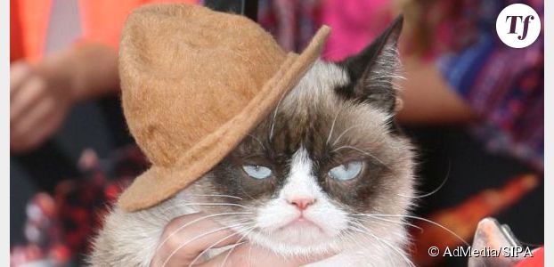 Grumpy Cat : le salaire mirobolant de la star des lol cats