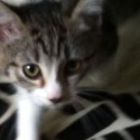 LeBonCoin : une annonce hilarante pour un adorable chaton