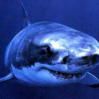 La présence d’un requin sur une plage du Pas-de-Calais sème la panique