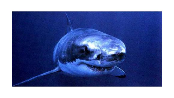 La présence d’un requin sur une plage du Pas-de-Calais sème la panique