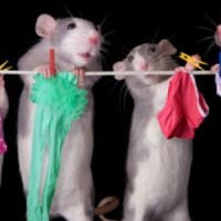 Pourquoi les hommes aiment-ils la lingerie ? Les rats ont la réponse