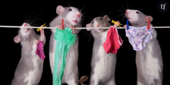 Pourquoi les hommes aiment-ils la lingerie ? Les rats ont la réponse