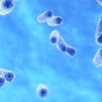 La bactérie klebsiella pneumoniae fait des morts