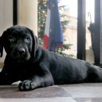 Philae : le chien de François Hollande pleure depuis son arrivée à l'Elysée