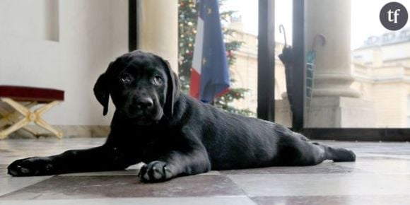 Philae : le chien de François Hollande pleure depuis son arrivée à l'Elysée