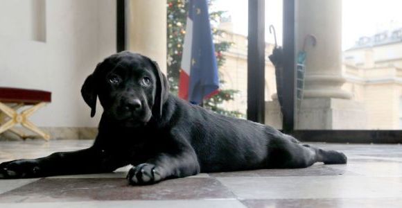 Philae : le chien de François Hollande pleure depuis son arrivée à l'Elysée