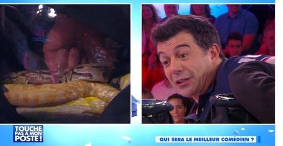 TPMP : Stéphane Plaza effrayé par des serpents – vidéo