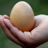 Conservation des oeufs : combien de temps conserver vos oeufs frais ou durs ?