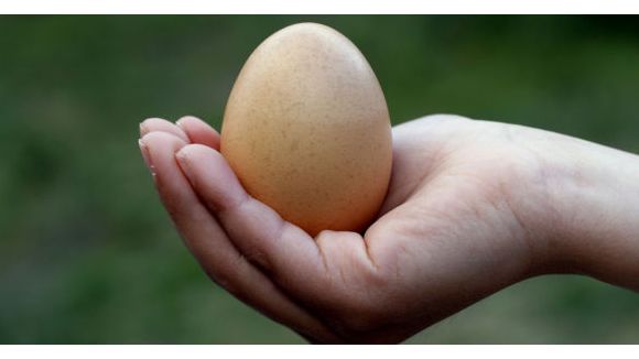 Conservation des oeufs : combien de temps conserver vos oeufs frais ou durs ?