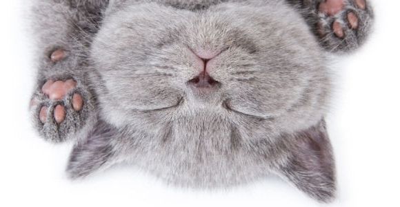 Envie de comprendre votre chat ? Voici le traducteur de "miaous"