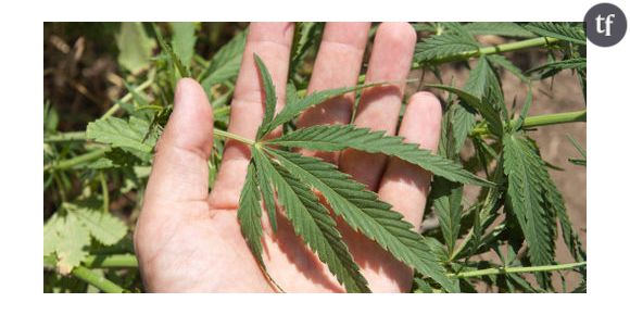 Est-ce légal de se soigner avec du cannabis ?