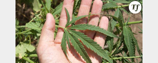 Est-ce légal de se soigner avec du cannabis ?