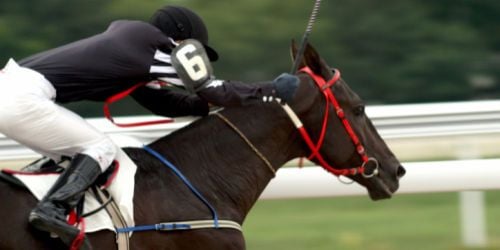 Un métier atypique : jockey !