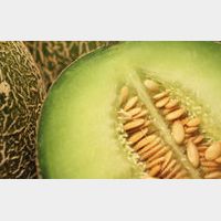 De Cantaloup ou de Cavaillon, c’est la saison du Melon !