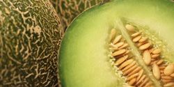 De Cantaloup ou de Cavaillon, c’est la saison du Melon !