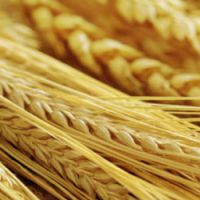 Tout savoir sur le gluten