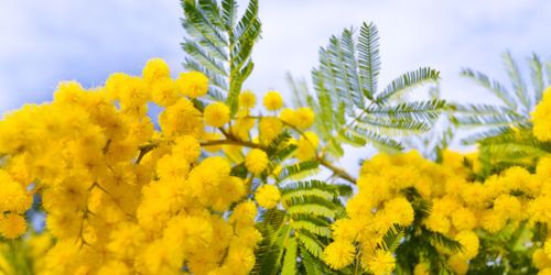 Liqueur d'acacia