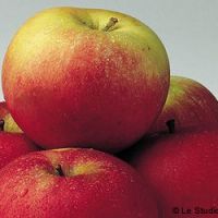 Tarte aux pommes et aux fruits rouges