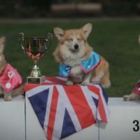 Comment s'appellera le Royal Baby ? Les corgis ont la réponse