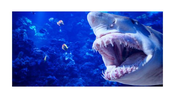 Attaque de  requin à la Réunion