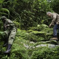 Bernard de La Villardière et les grands singes sur M6 Replay / 6Play